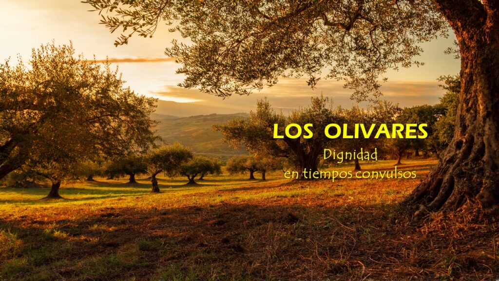 LOS OLIVARES (y 135) Vuelta al origen